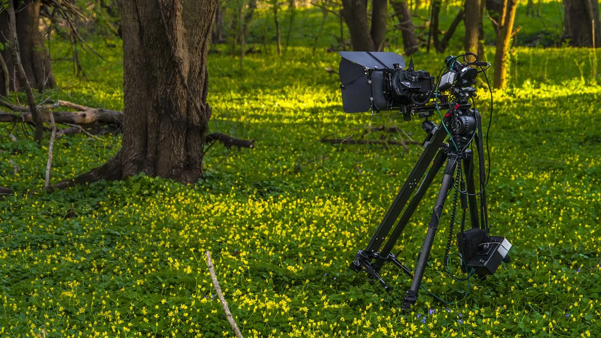 Behind The Scenes From Louisville In Bloom - Cherokee Park