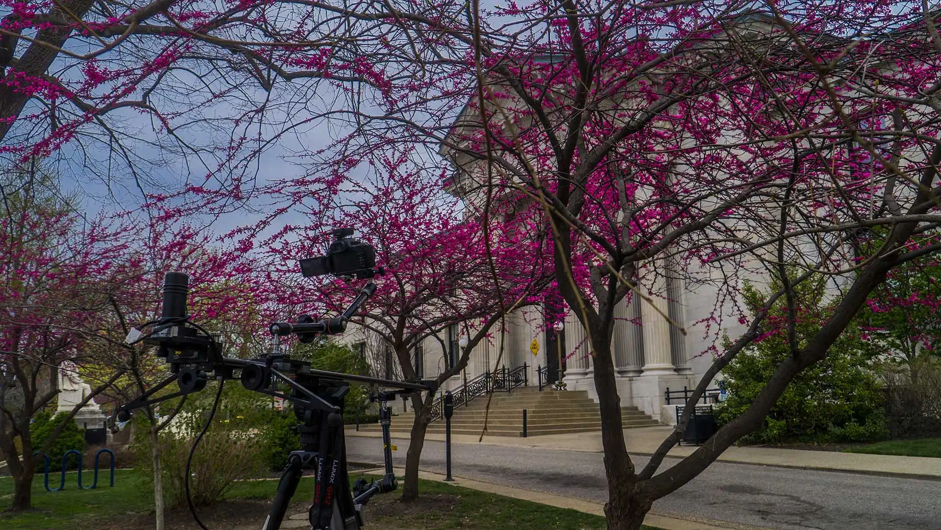 Louisville Main Library With Trees Blooming